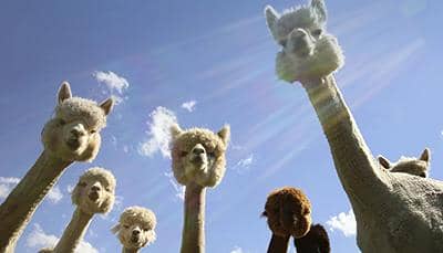 納米抗體-一種來自“草泥馬”的優質抗體