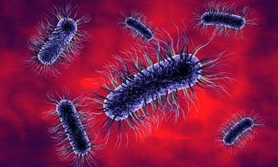 什么是大腸桿菌蛋白表達(dá)?它的組成有哪些?