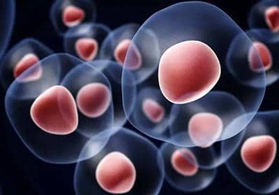 凋亡和壞死細胞的胞葬作用或能促進腫瘤治療