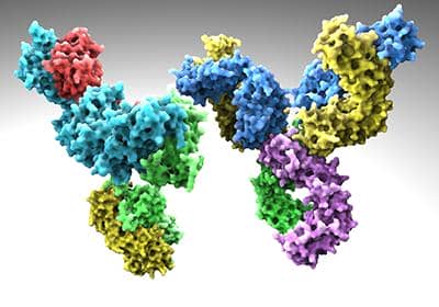 雙特異性抗體-其特點(diǎn)以及未來(lái)發(fā)展前景分析