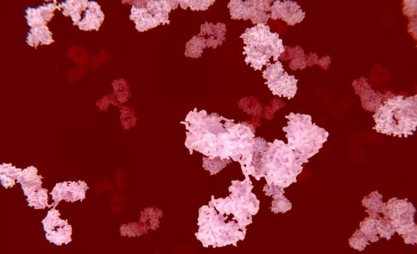 蛋白修飾系列——乙酰化抗體