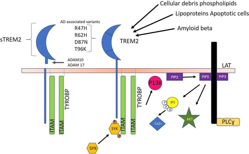 【明星靶點TREM2】盤點TREM2對AD、肥胖癥、癌癥以及心臟疾病的作用機制