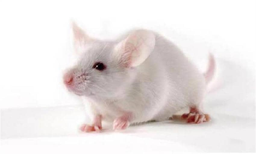 哺乳動物蛋白表達