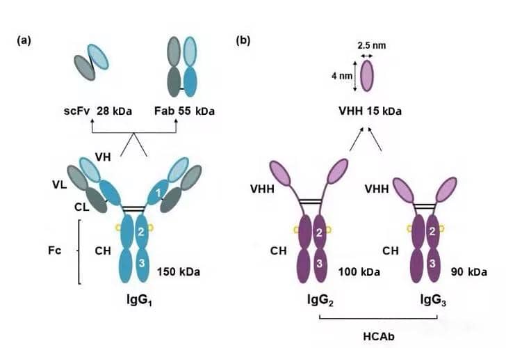 基于納米抗體的基礎結構探討納米抗體的穩定性研究
