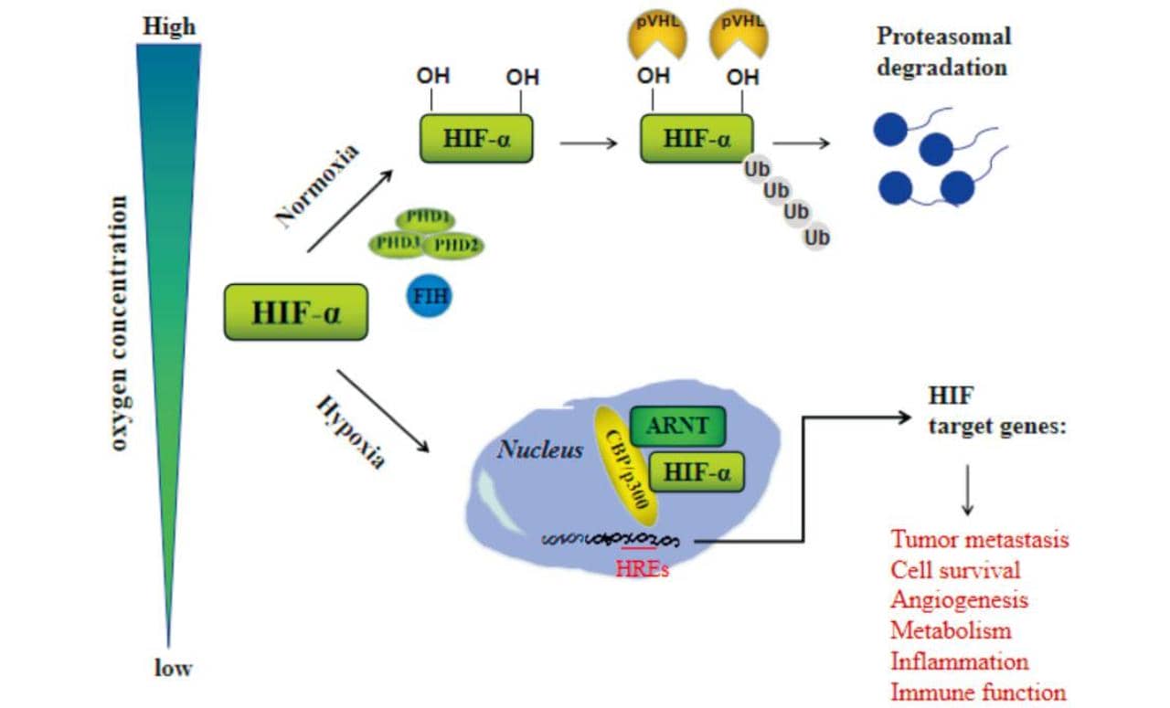 科學家發現蛋白質新功能，或是移植耐受力關鍵