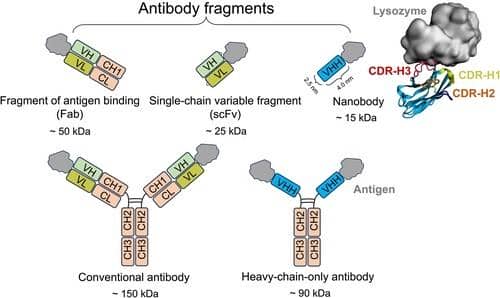 納米抗體：現(xiàn)代生物醫(yī)學的微型英雄