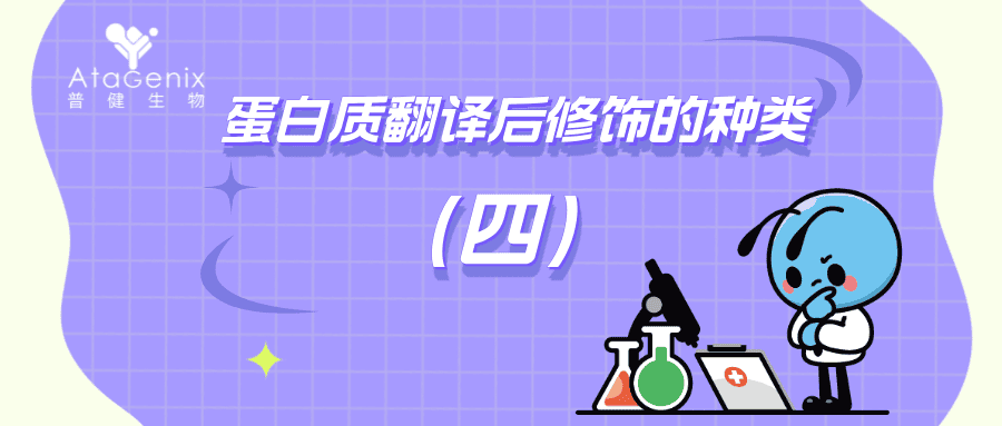 蛋白質(zhì)翻譯后修飾的種類(lèi)與生物學(xué)意義（四）