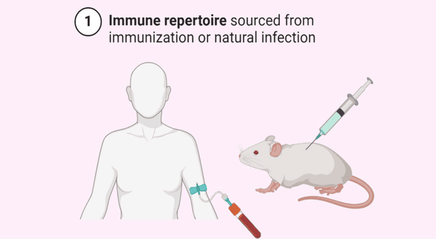 細(xì)說(shuō)單克隆抗體篩選技術(shù)在傳染病治療中的潛力