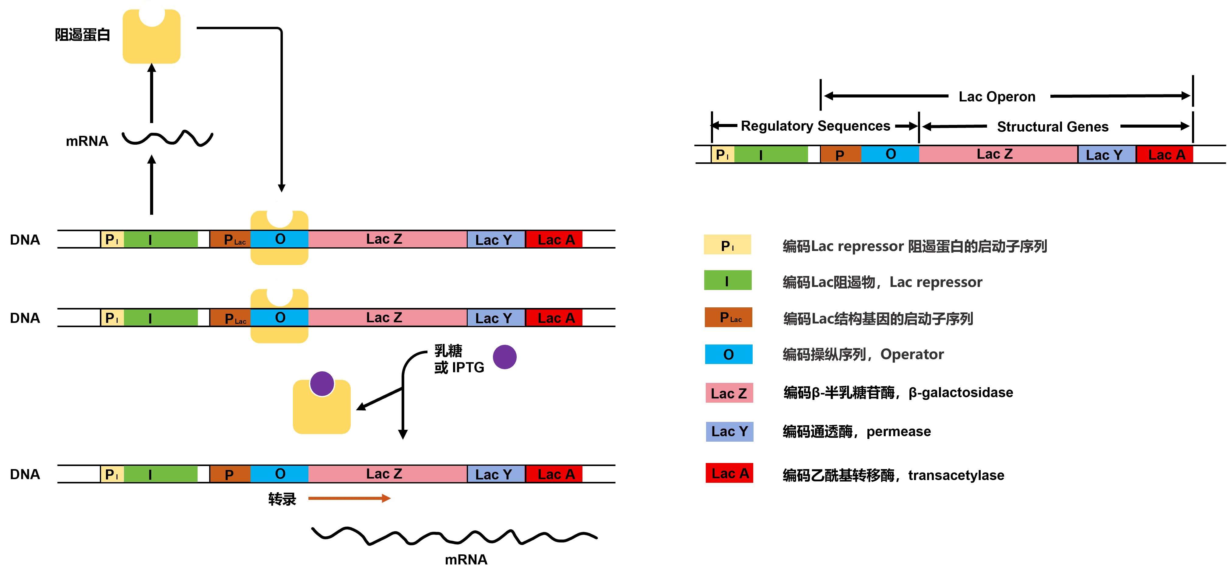【原核表達(dá)系統(tǒng)純化蛋白全攻略】科研人必備！