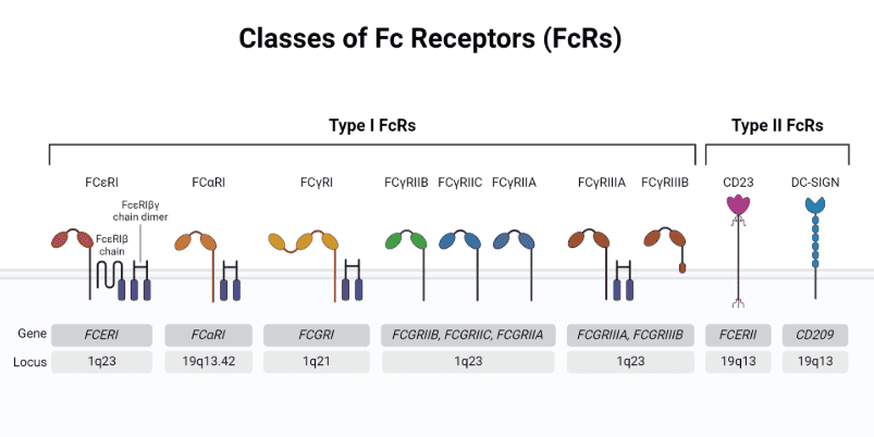 抗體結(jié)構(gòu)與功能機(jī)制：從識(shí)別到效應(yīng)的全流程解析（Fab區(qū)&Fc區(qū)）