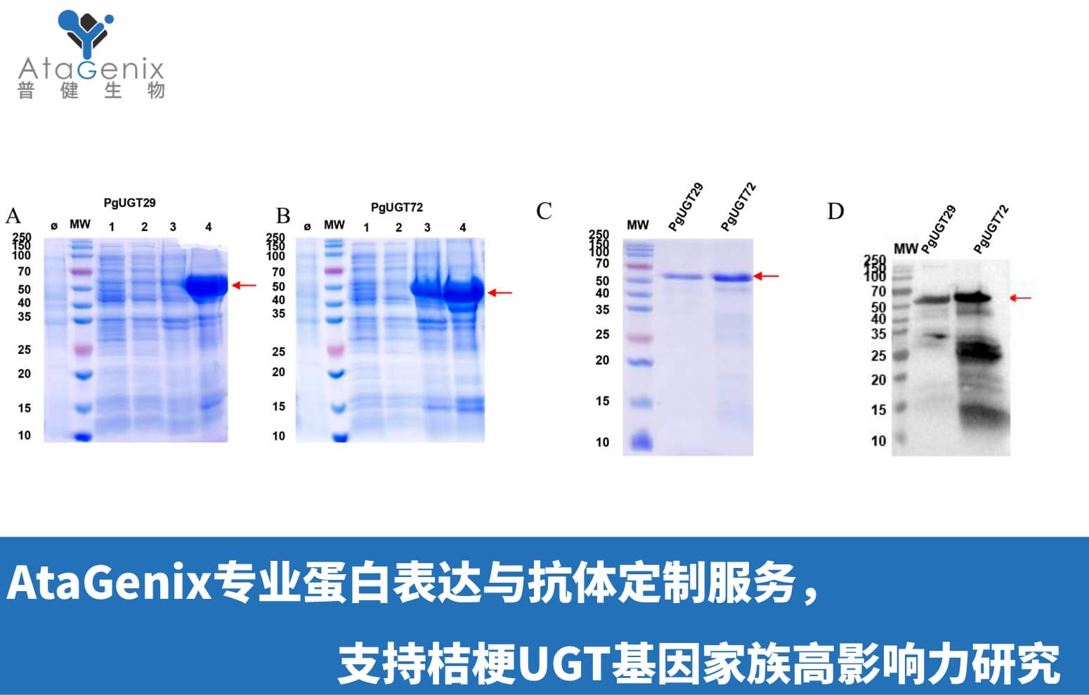 AtaGenix專業蛋白表達與抗體定制服務，支持桔梗UGT基因家族高影響力研究