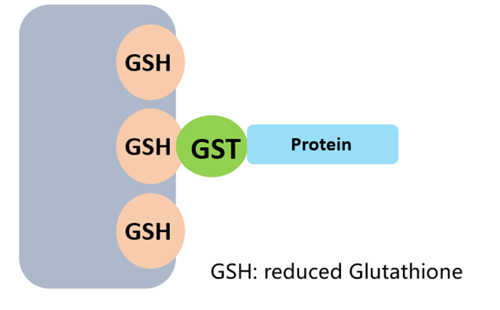 GST標簽純化原理