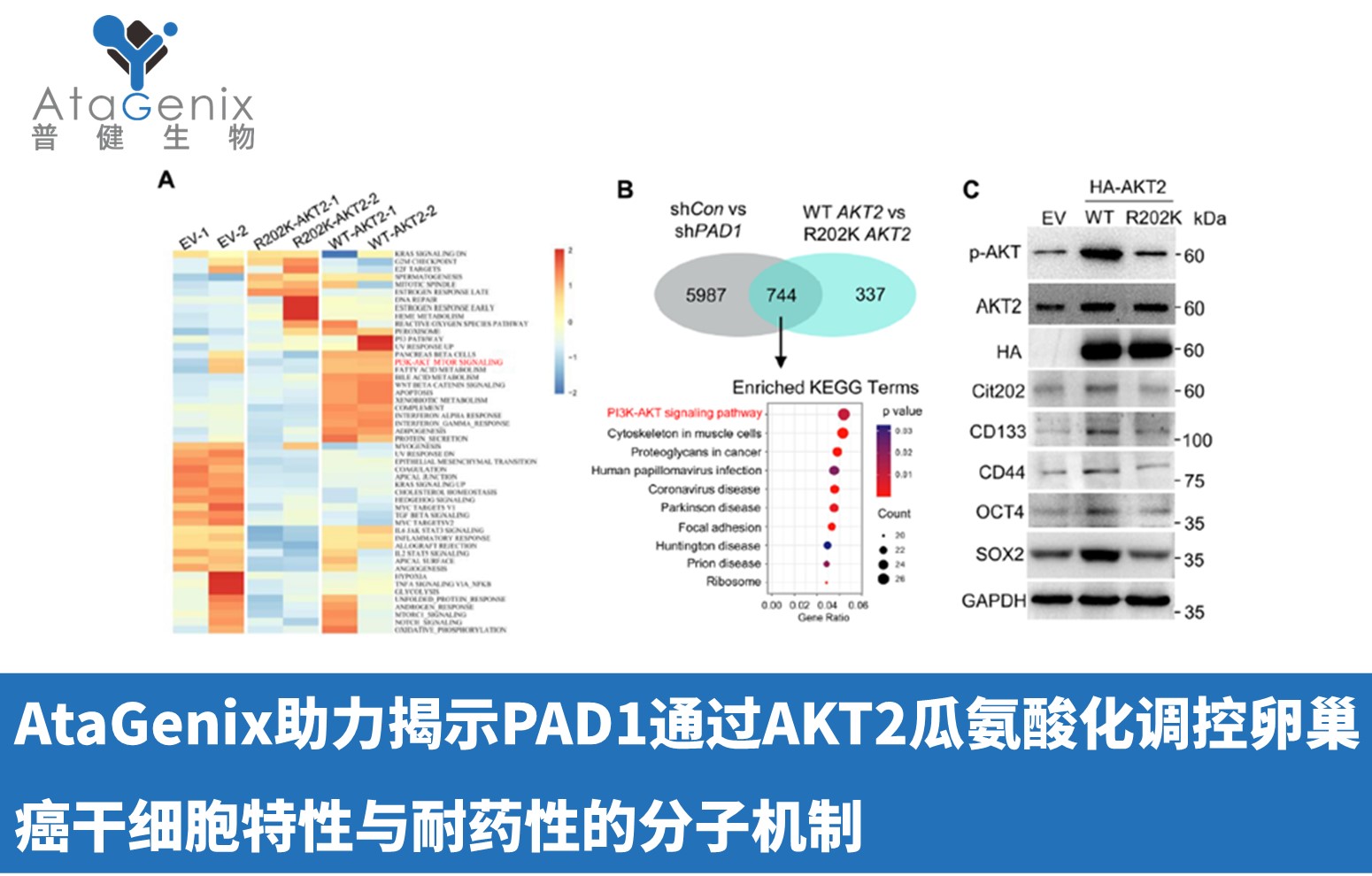 AtaGenix助力揭示PAD1通過AKT2瓜氨酸化調(diào)控卵巢癌干細(xì)胞特性與耐藥性的分子機(jī)制